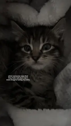 i love my cat