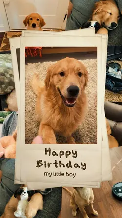 Dog Birthday ❤️❤️