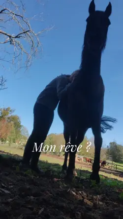 mon rêve ?