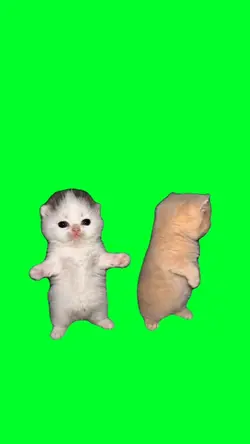 Shake it kitten meme