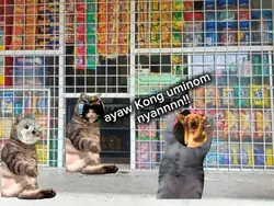 C2 na Red meme