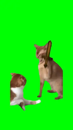 Minecraft cat fight 