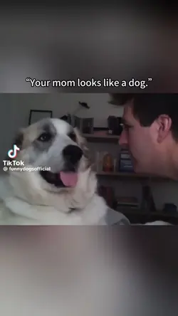 Funny dog moments 