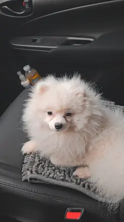 Dog grooming