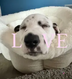 PUPPY LOVE