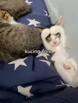 kucing core 3:14