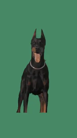 Doberman Dog