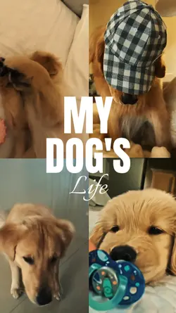 My Dog's