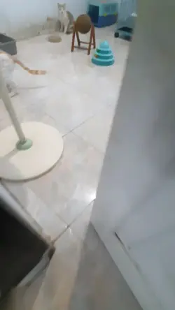 cat story