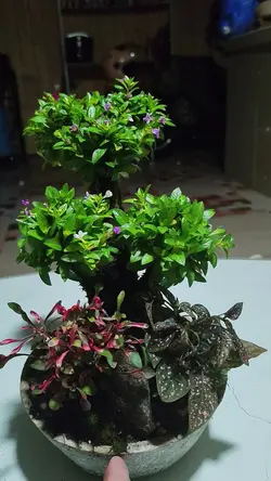 bonsai
