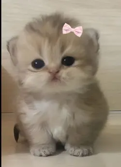 Yeni takipçin