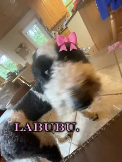 my friends labubu