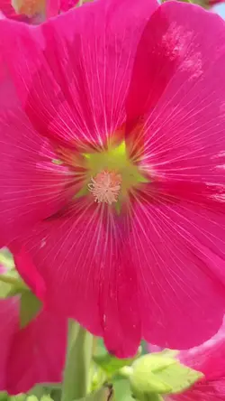 자연. 템플릿
