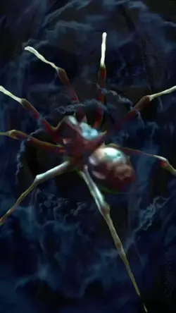 Spider