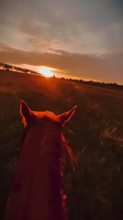 equestrian memories