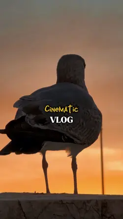 Vlog 10 clip