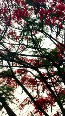 কৃষ্ণচূড়া