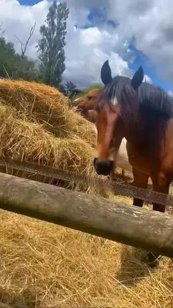 les chevaux 