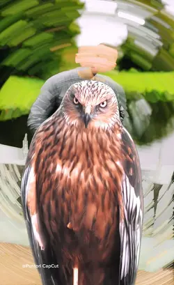 Eagle Puntori 