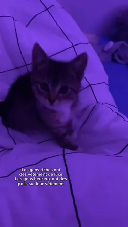 Mon chat, mv
