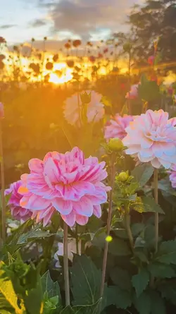 aesthetic sunrise