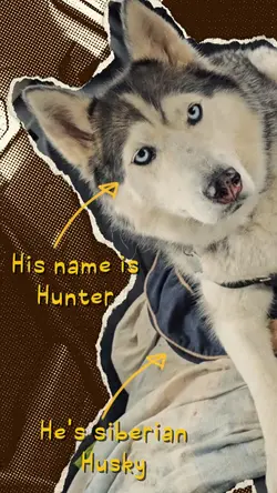 PET INTRO