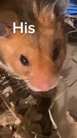 Hamster reveal 