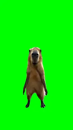 capybara dancing