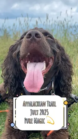 Hiking with my Dog