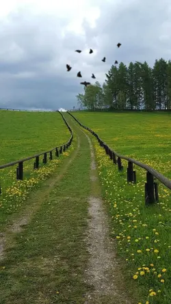Birds Overlay