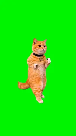 cat dancing