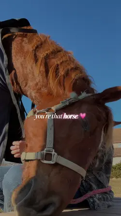 who’s your 💗 horse?