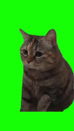kucing sedih part 2