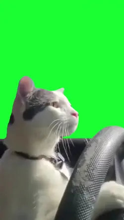 cat driving a car