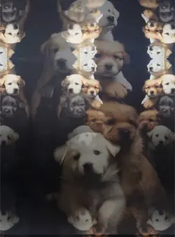 Puppy