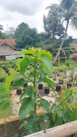 Apati Yeteyaa
