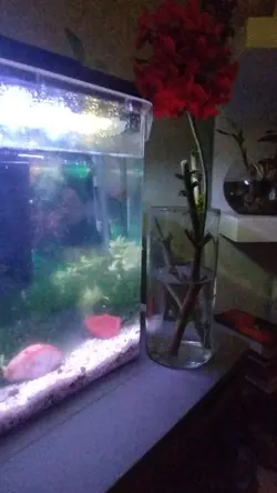 pescera 
