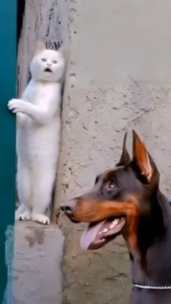 takut anjing
