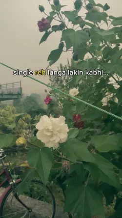 single reh lunga 