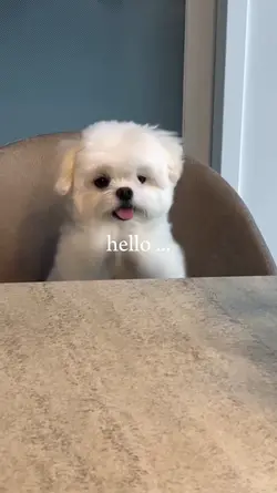 cute dog
