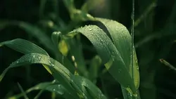 3 Videos Cinematic