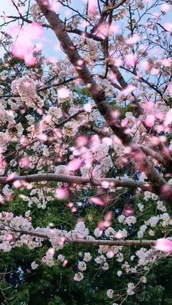 桜吹雪