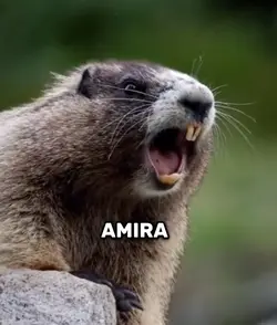 AMIRA