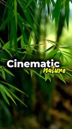 cinematic nature