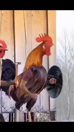 Avengers hens 