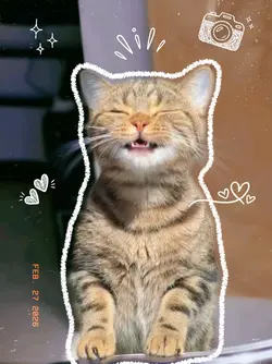 Cute Cat