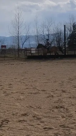 Old horse I tried!!