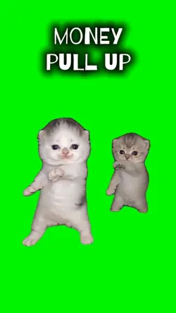 MONEY PULL UP KITTEN