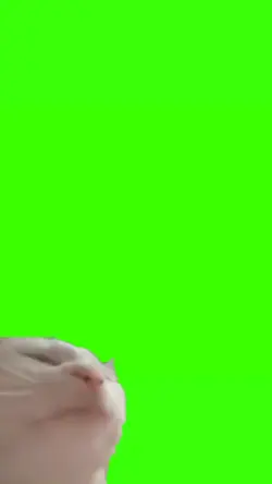 cat dance meme