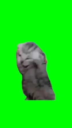 kucing nangis 